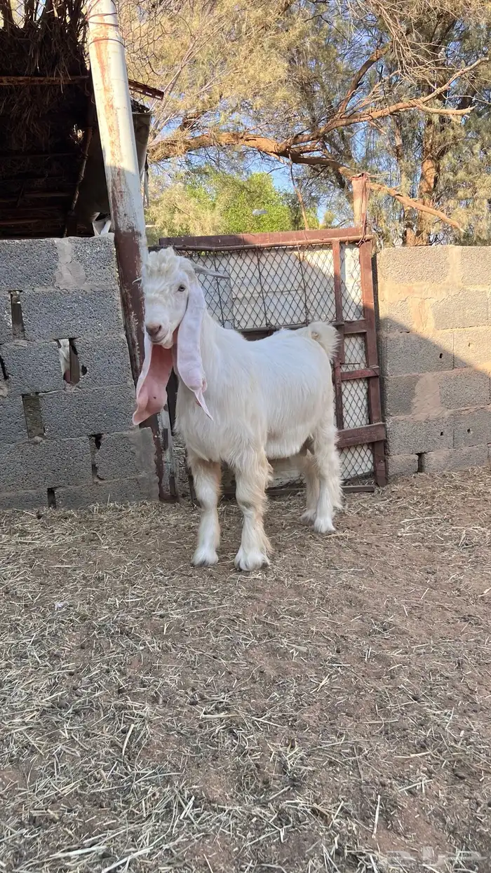 تيس عارضي اللون طيب 1