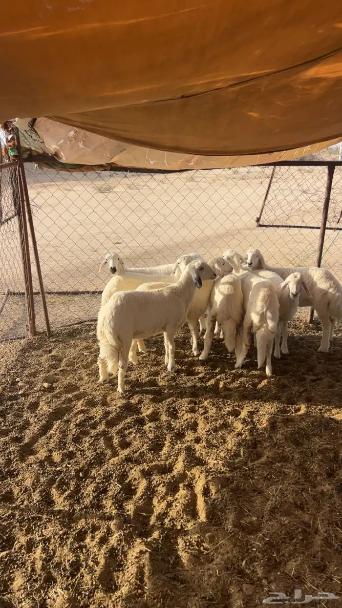 رخال كفو عمارها 5 شهور 0