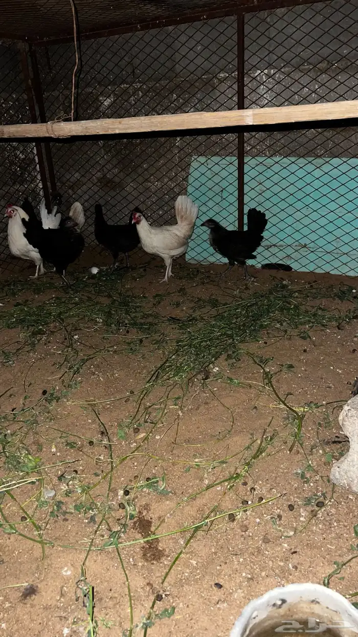 دجاج للبيع وديكه 3