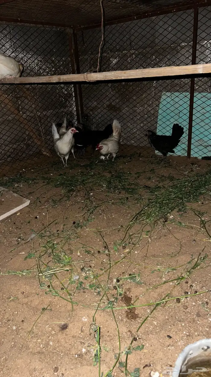 دجاج للبيع وديكه 4
