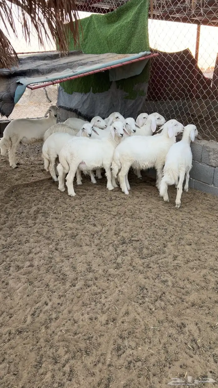 طليان( تم البيع) 0