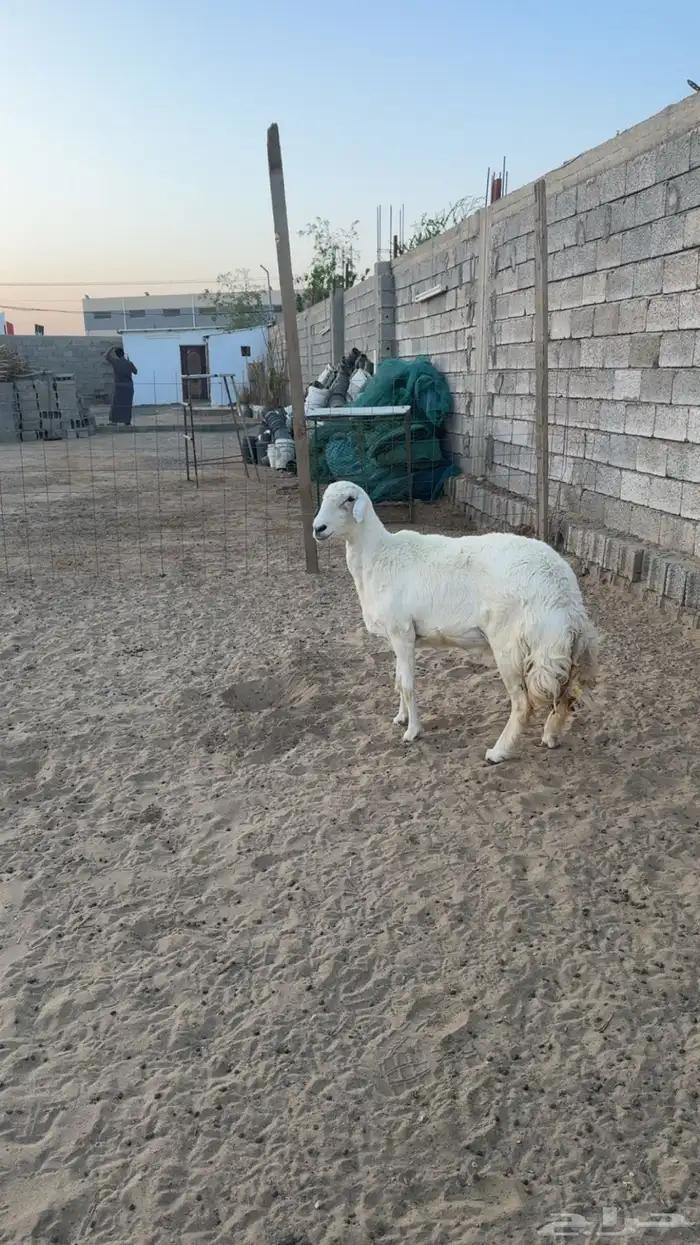 شاه مقنى 1