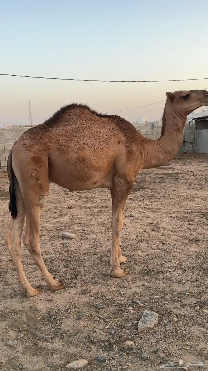 قعود مفرود 6
