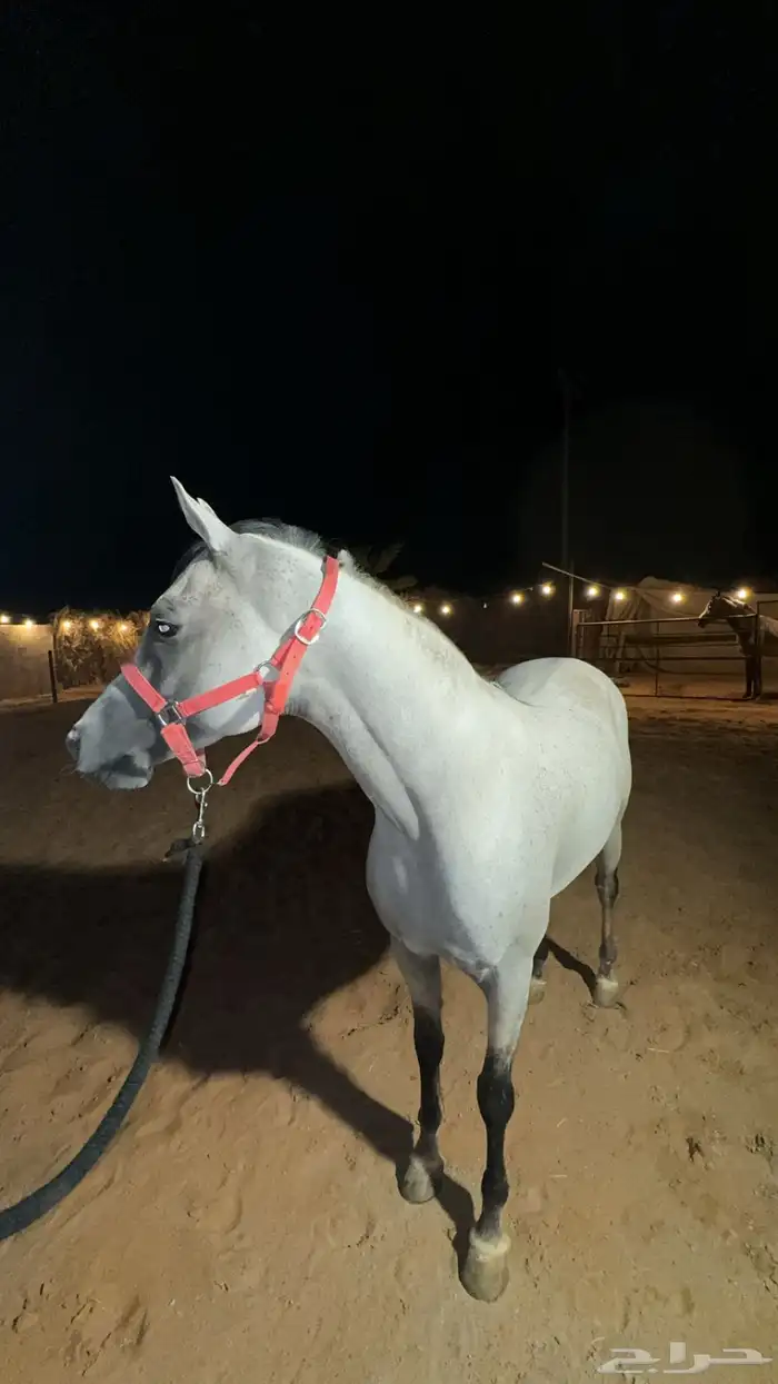 حصان واهو مكس جمال ركوب 1