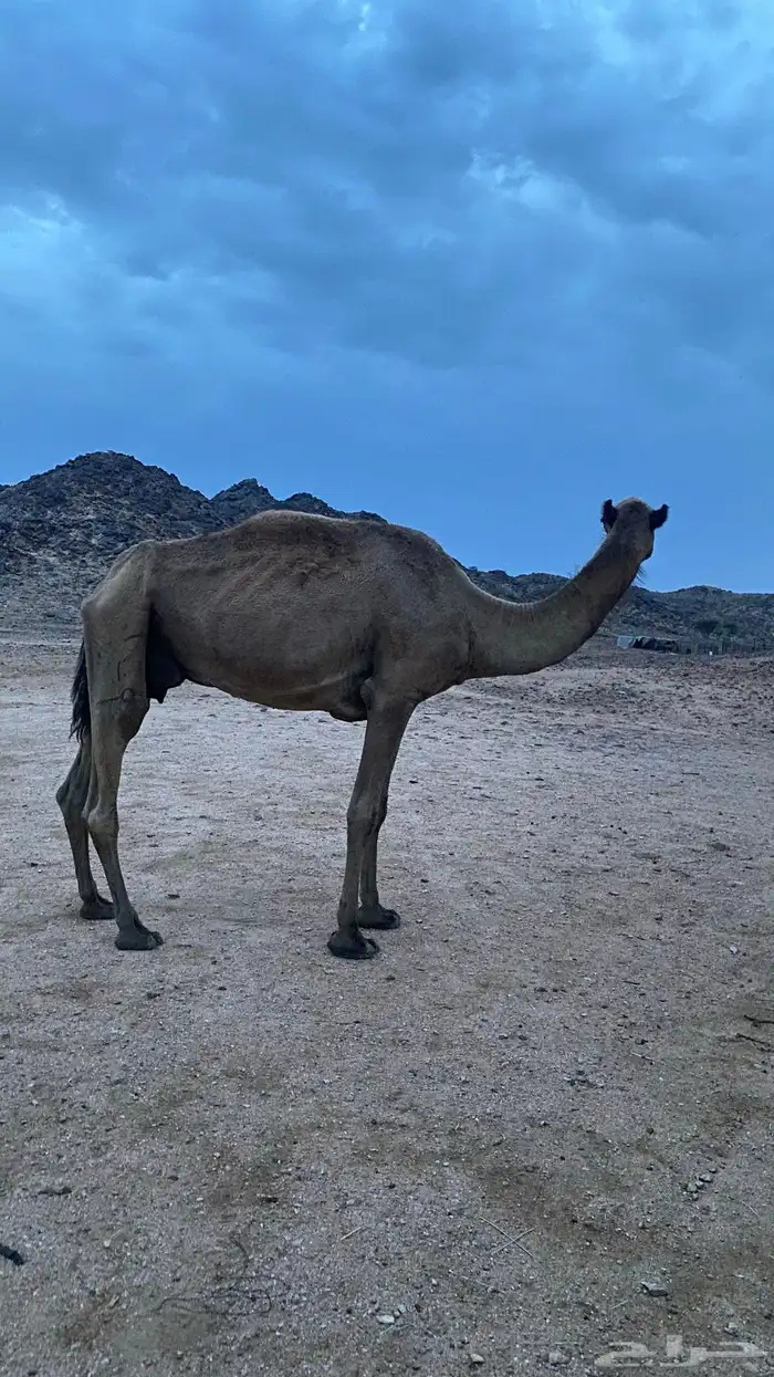 ناقه صفرا 3