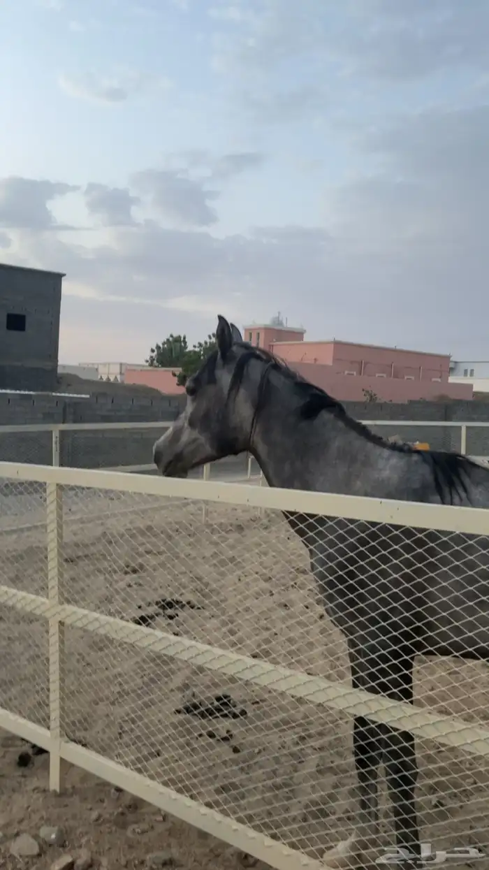 مهر شعبي كفو 2