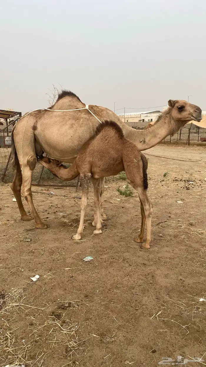 خلفه مشروطه شرط 3
