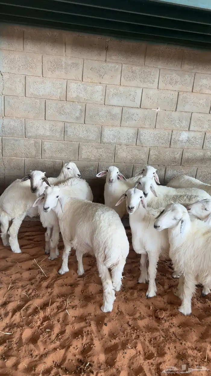 طليان ذبايح حريات 0