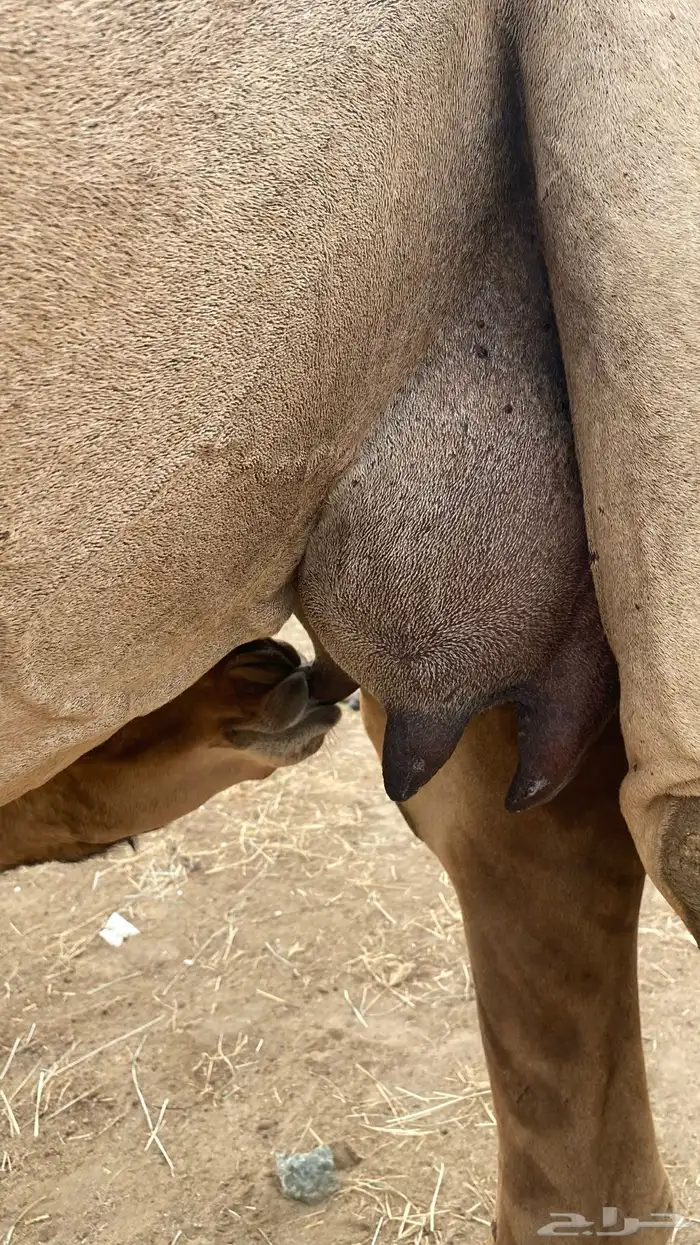 خلفه مشروطه شرط 1