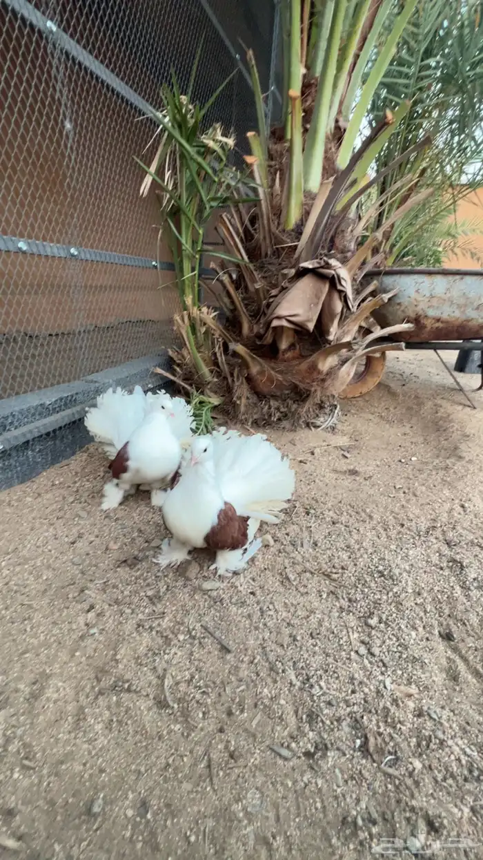 زوجين رقاص امريكي تم البيع 5