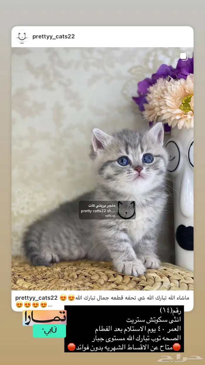 قطط صغيره سكوتش فولد 8