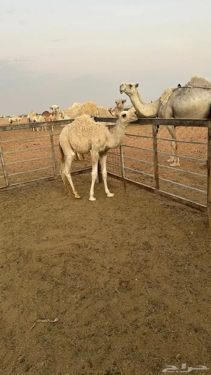 قعود للبيع 6