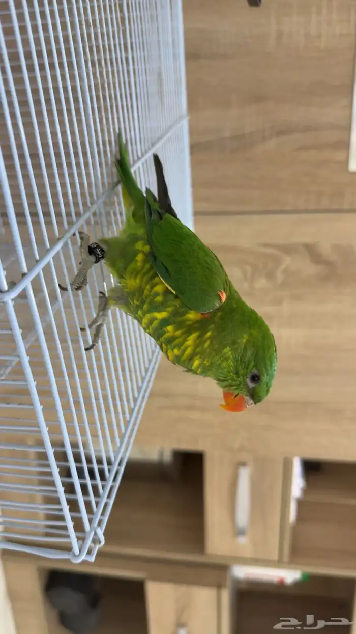 لوري سكالي ( تم البيع الله يبارك لي راعيه ) 0