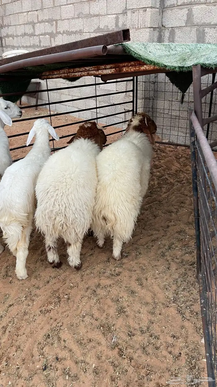 طليان ورخل ذبايح هرافاا 0