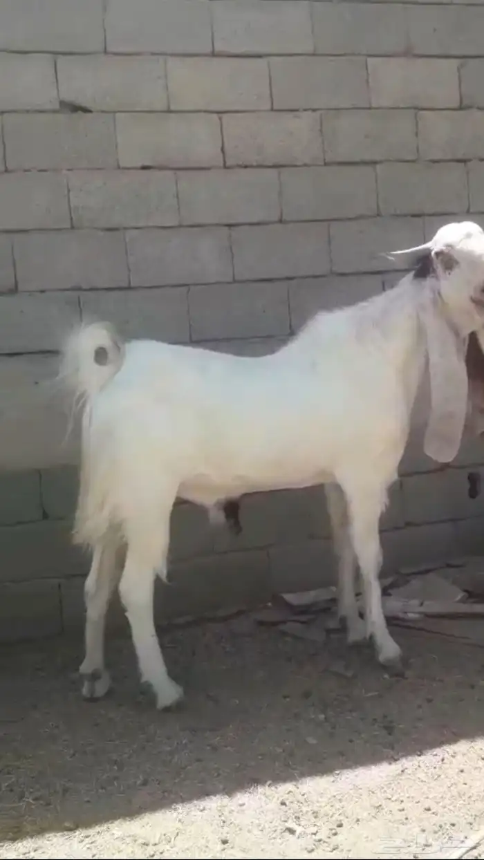 تيس هولندي 0