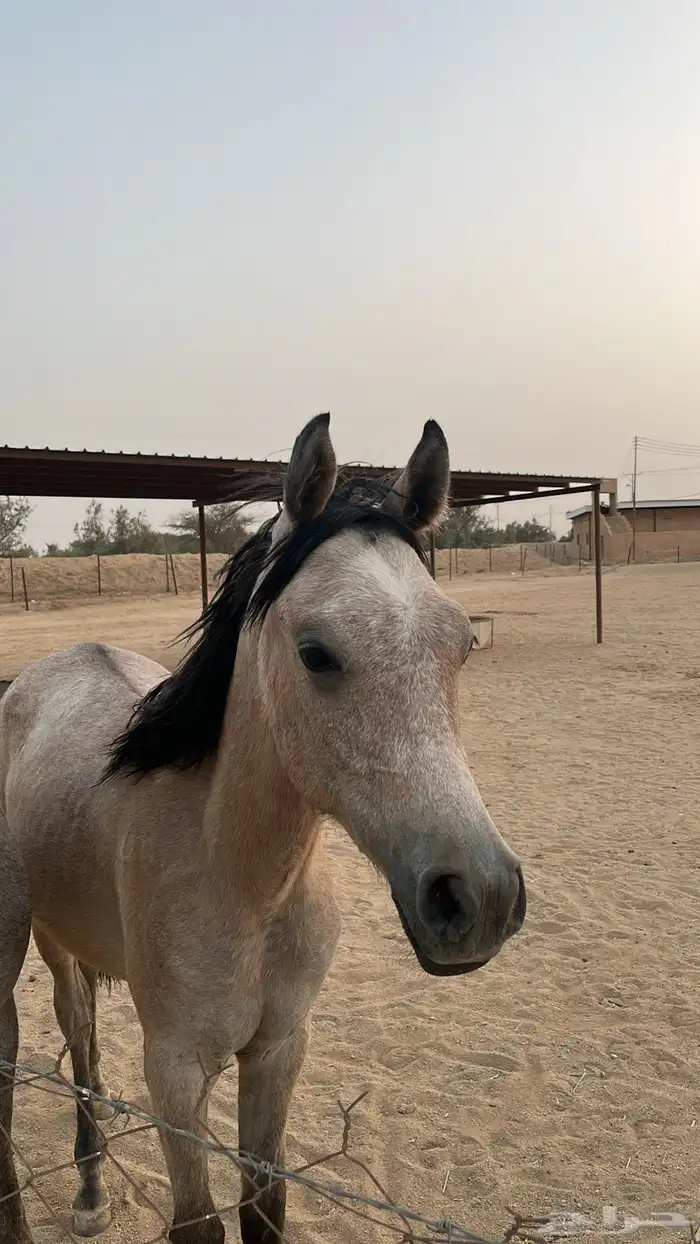 مهر واهو باوراقه 0
