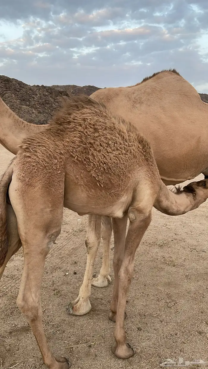 قعود كفو تحت لبن أمه العمر 4 كفو 3