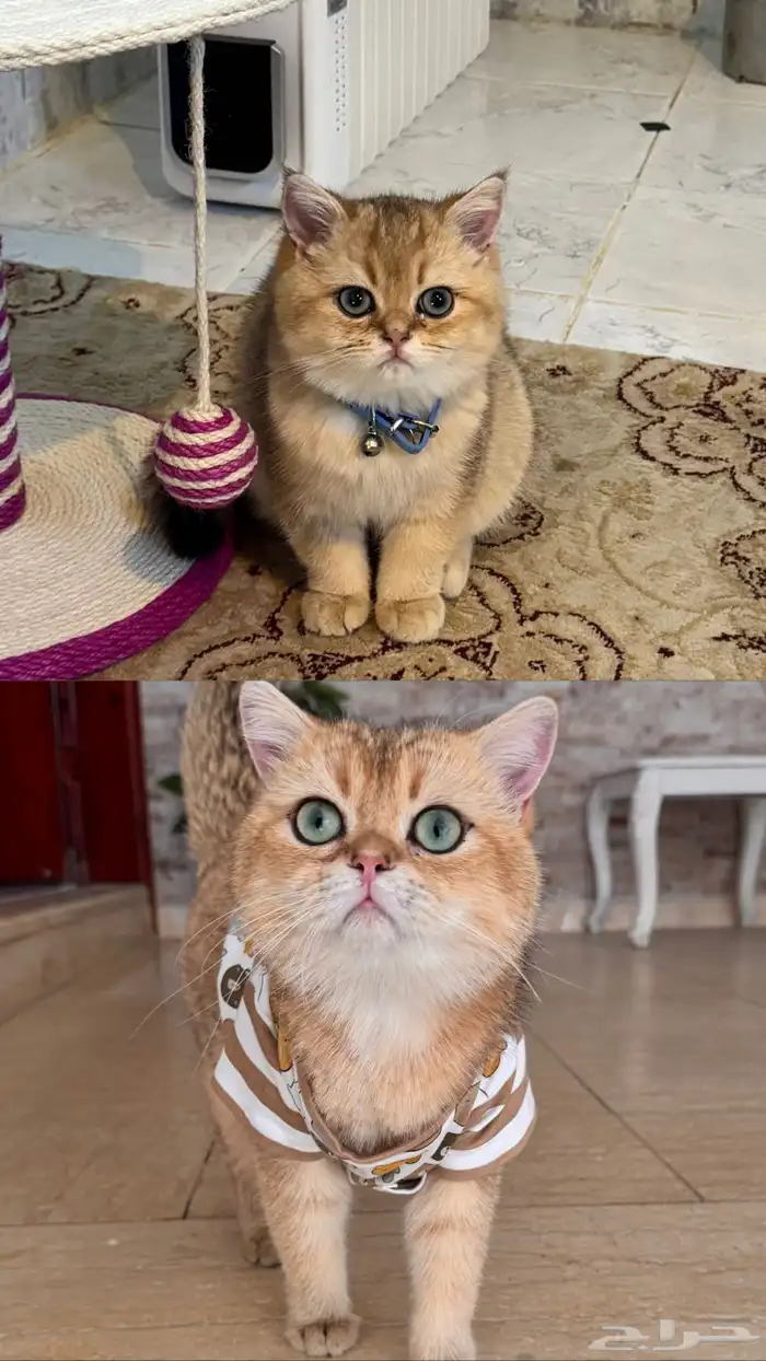 عرض تزاوج 0