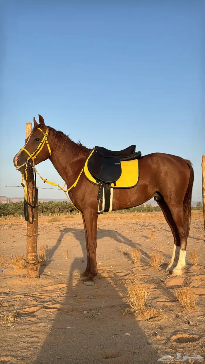 حصان واهو 1