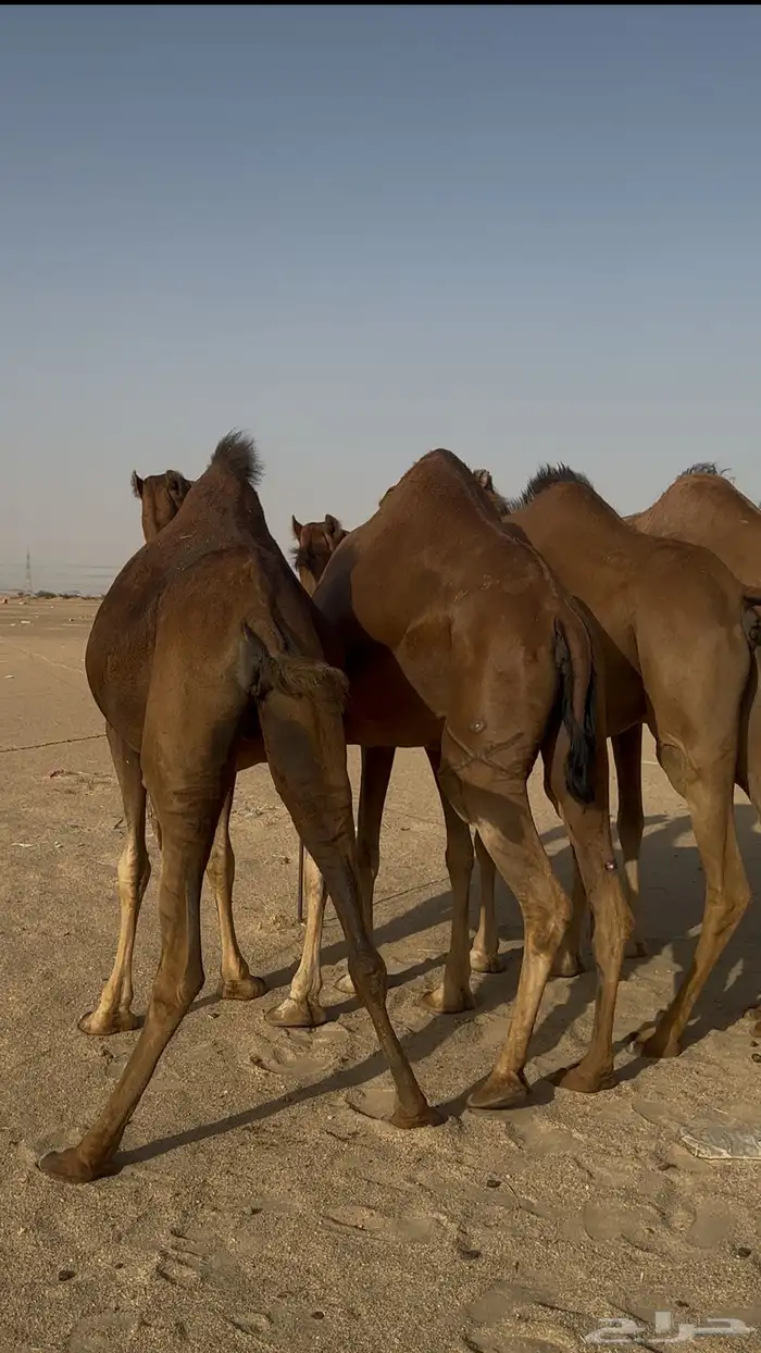 نياق سواحل حمر دهم 2