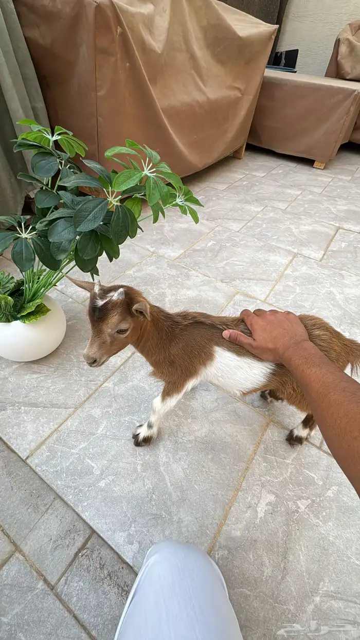 ماعز القزم 0