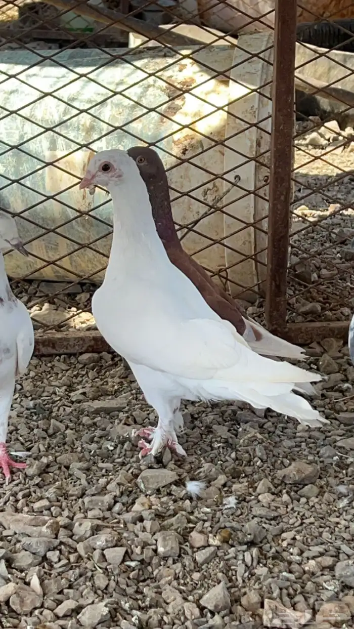 حمام للبيع 3
