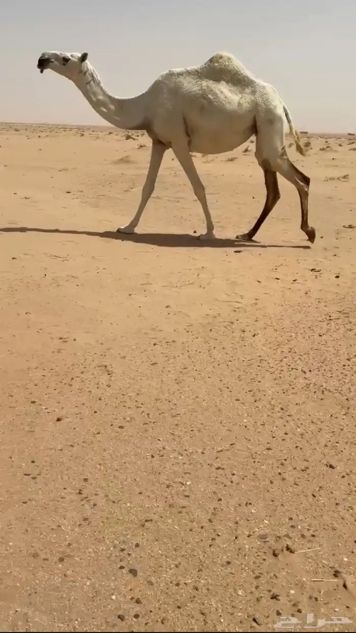 لقحه كفو 2