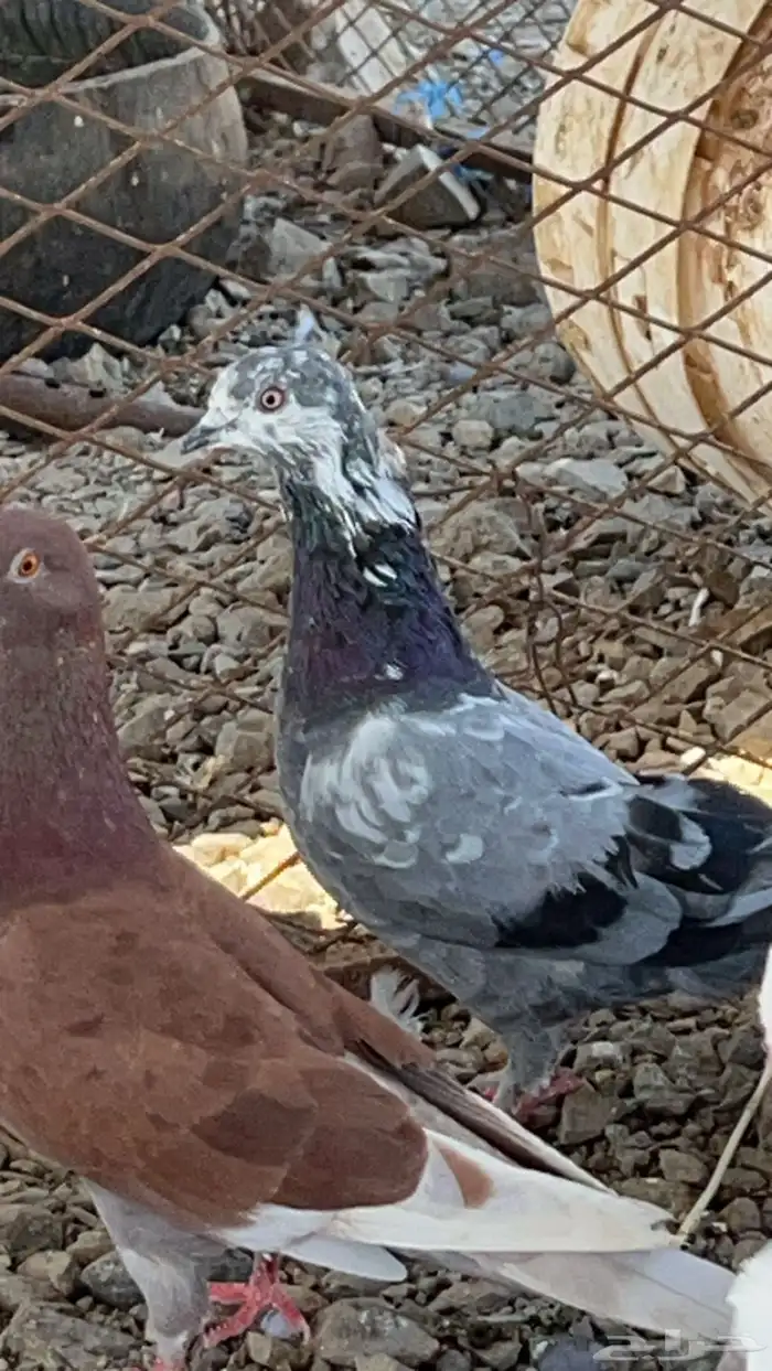 حمام للبيع 0