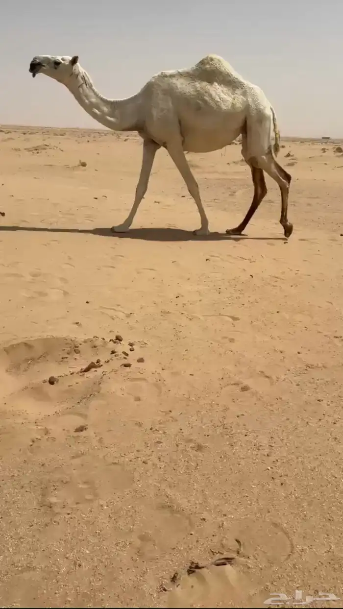 لقحه كفو 1