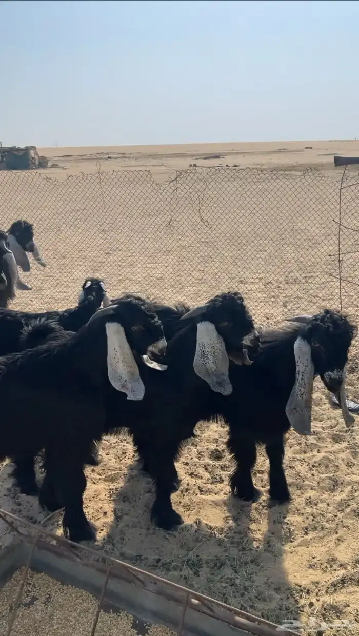 للبيع تيوس عوارض طيبه جذعان فيها مشاريع فحول تم البيع 3