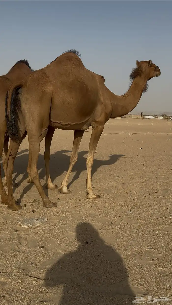 نياق سواحل حمر دهم 5