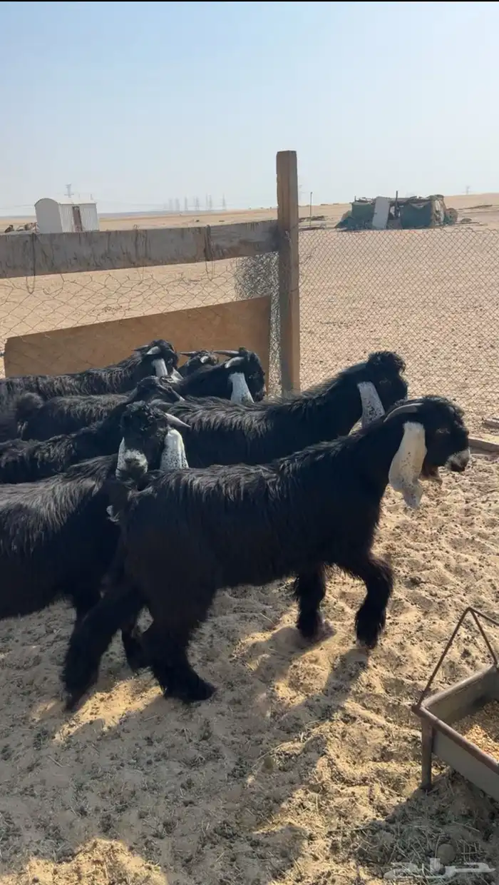 للبيع تيوس عوارض طيبه جذعان فيها مشاريع فحول تم البيع 4