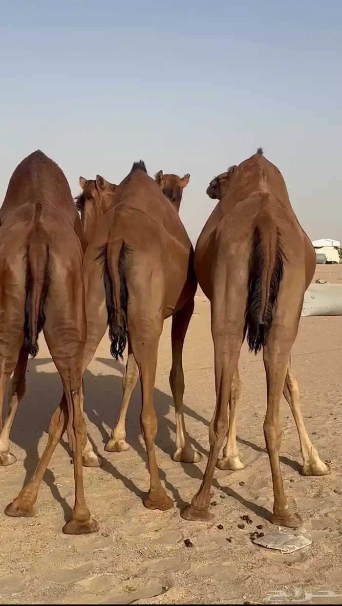 ثلاث ابل سواحل لقحات للبيع 0