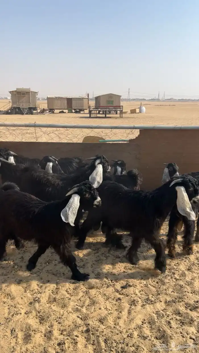 للبيع تيوس عوارض طيبه جذعان فيها مشاريع فحول تم البيع 0