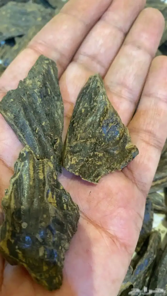 مجموعة من العود الطبيعي والمحسن 6