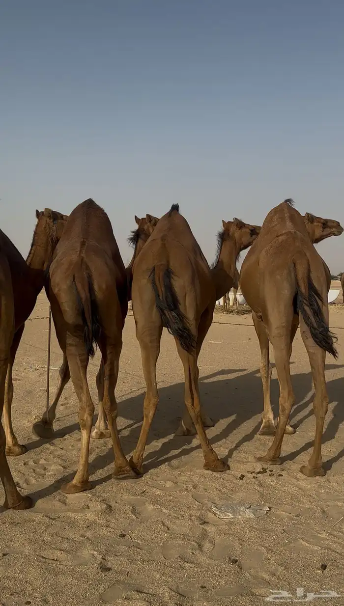 نياق سواحل حمر دهم 1