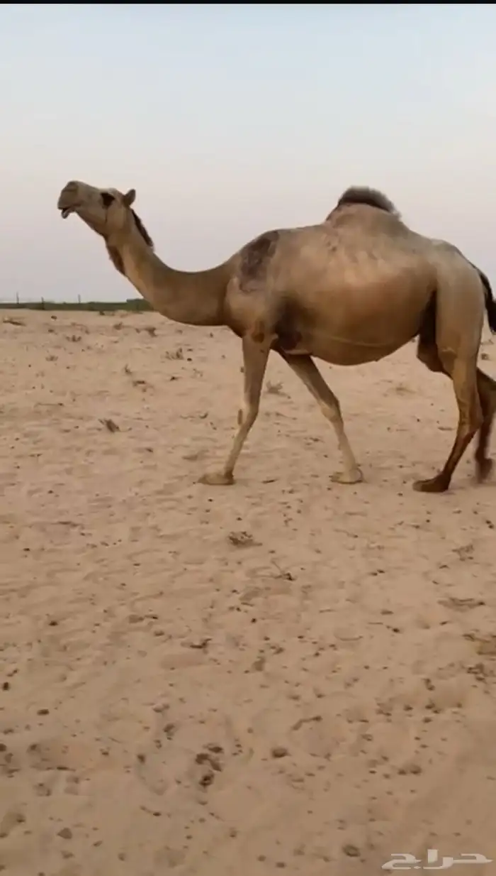 لقحه شقحا ككفو وطيبه متلي اولادها قريب باذن الله 0