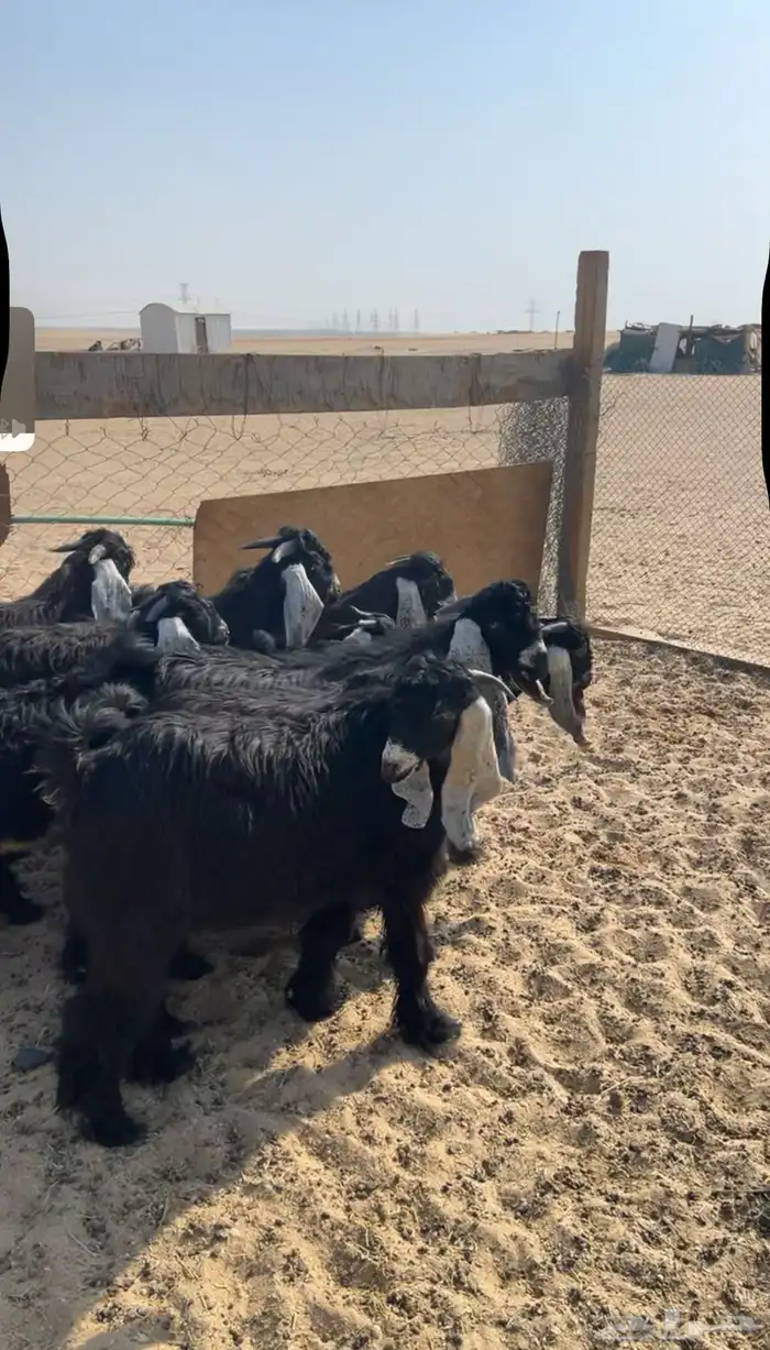 للبيع تيوس عوارض طيبه جذعان فيها مشاريع فحول تم البيع 2