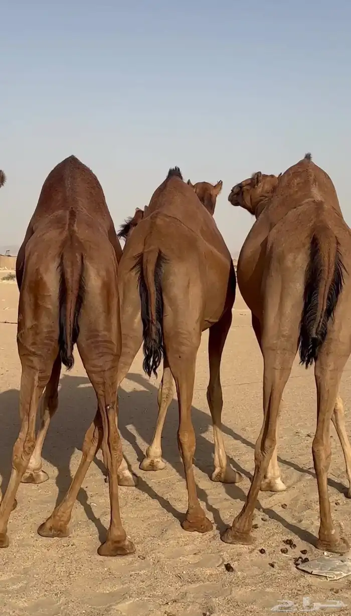 ثلاث ابل سواحل لقحات للبيع 5