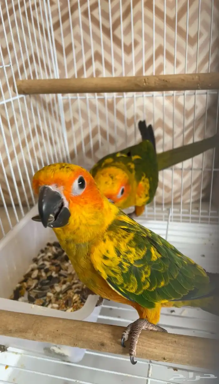 فروخ صن كنيور مفطومه 3