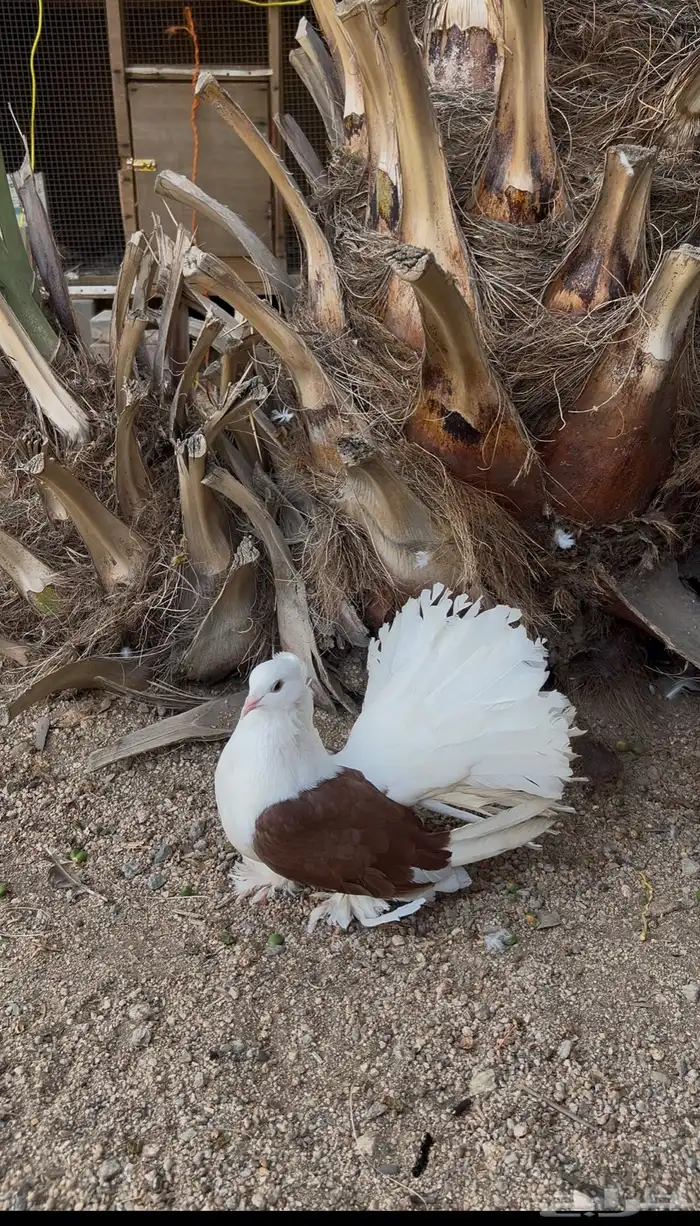 زوجين رقاص امريكي تم البيع 1