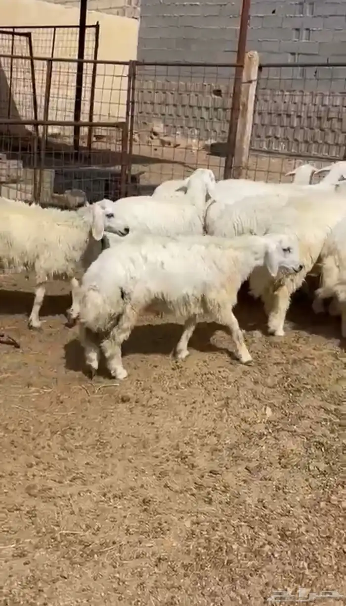 طليان وتيوس ذبايح للبيع مع أمكانية الذبح والتوصيل للعميل 7