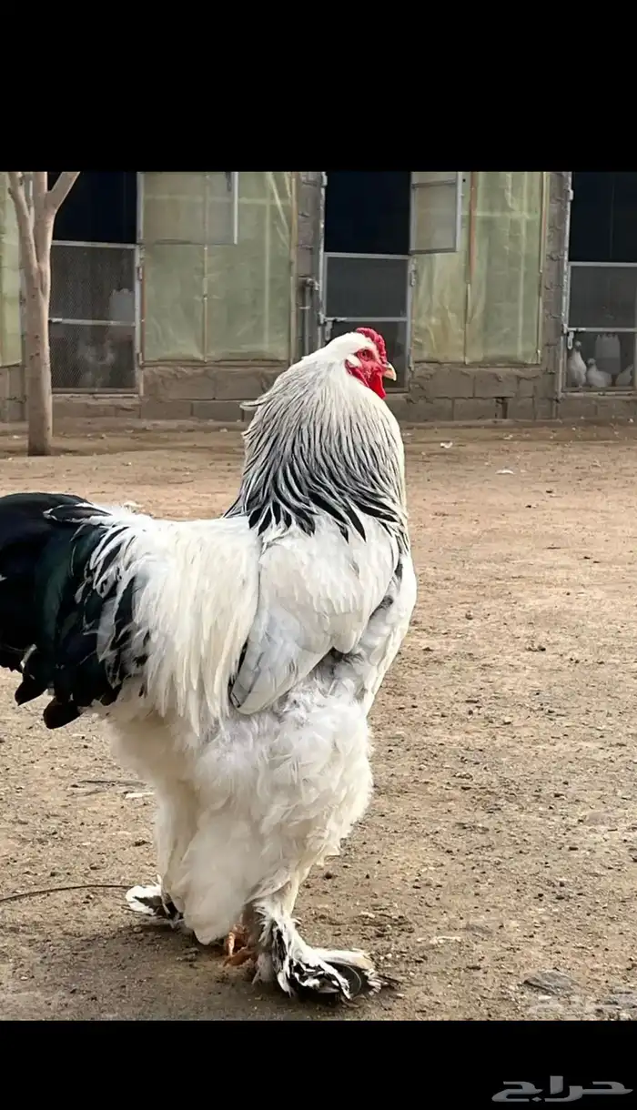 صوص براهما كولومبي فاخر 5