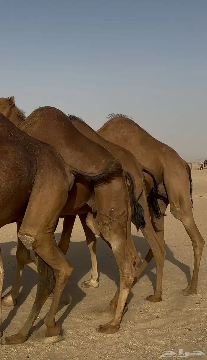 نياق سواحل حمر دهم 4