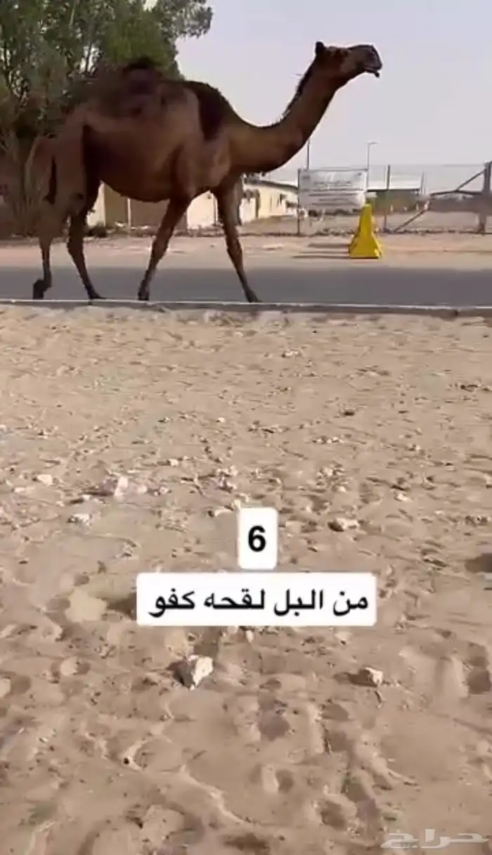 للبيع القحه كفو 0