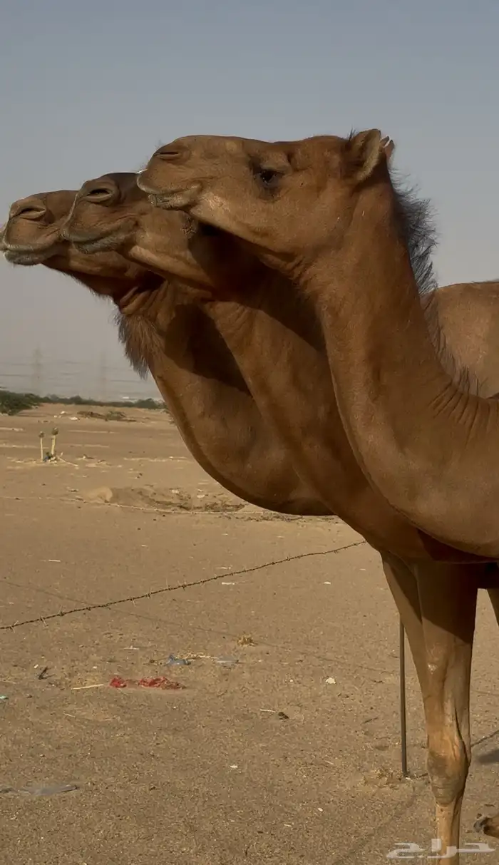 ثلاث ابل سواحل لقحات للبيع 2