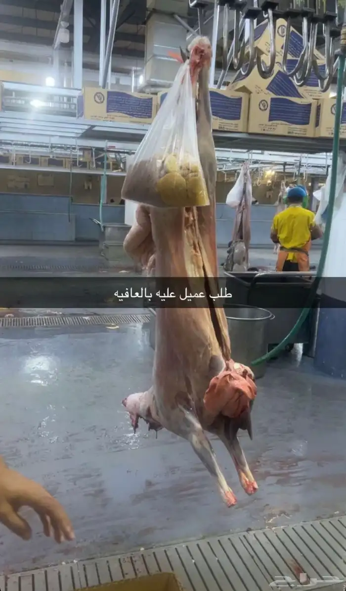 ذبايح حري نعيمي نجدي تيوس عوارض يوجد خدمه الذبح والتوصيل 13