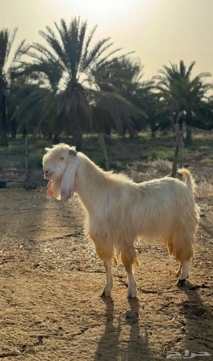 تيس مطور ابيض 1
