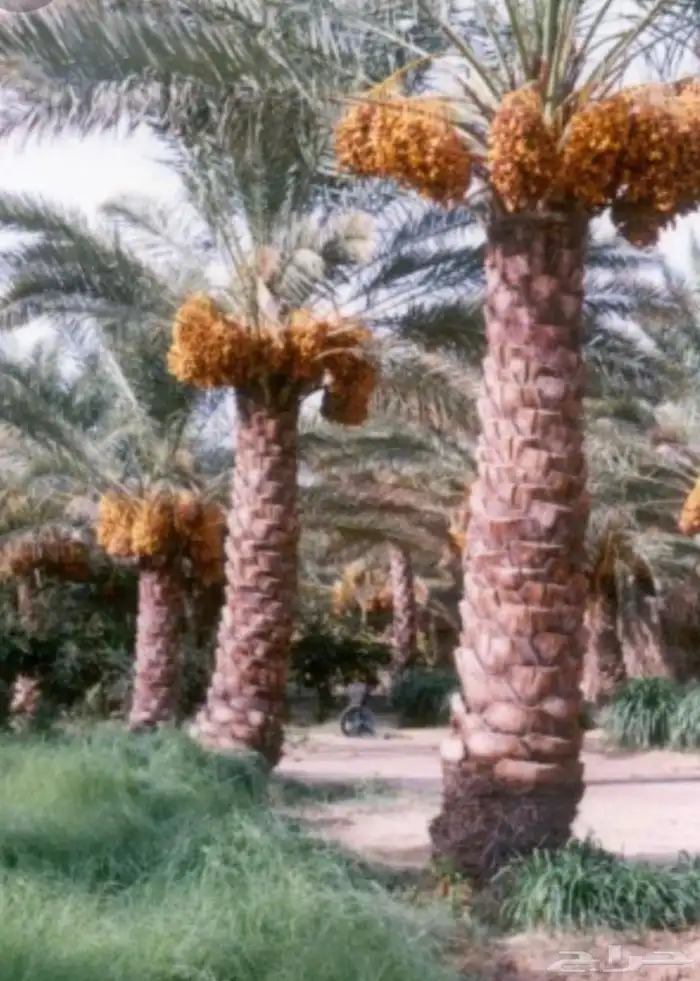 يوجد 250 نخل للبيع جذوع للمشاريع للبيع 0