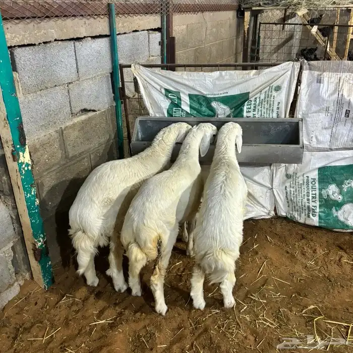 ذبايح طليان وتيوس 0